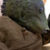 Profile picture of Basil